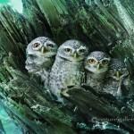 Brid photography by Sompob Sasismit