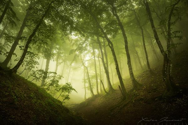Silent forest by Xavier Jamonet