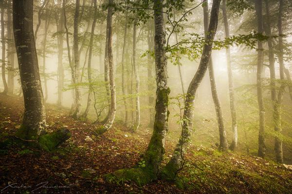 Tell me about the forest... by Xavier Jamonet