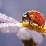 Macro Photography by Alejandro Ferrer Ruiz