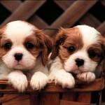 50 Lovely Puppy Pictures