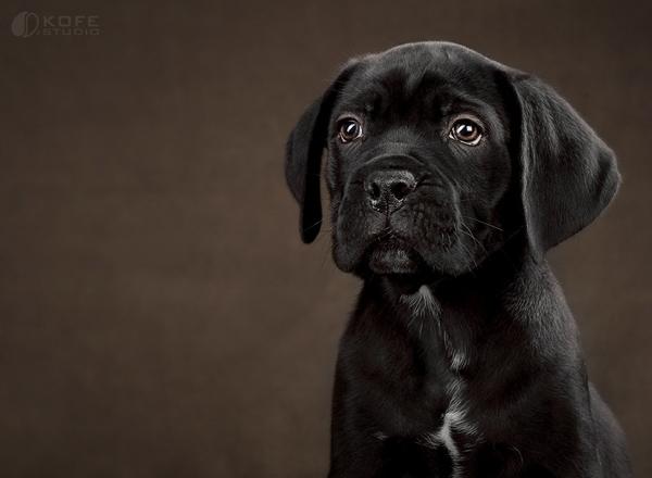 11 Puppy