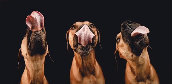 13 The pleasures of liverwurst