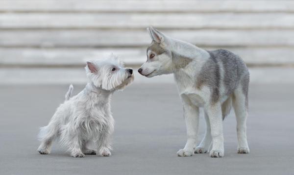 14 Dog meeting