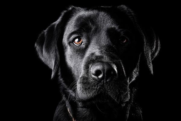 15 Black Lab