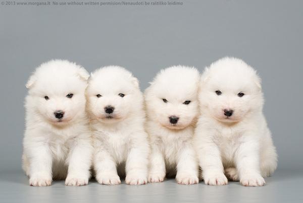 17 puppy