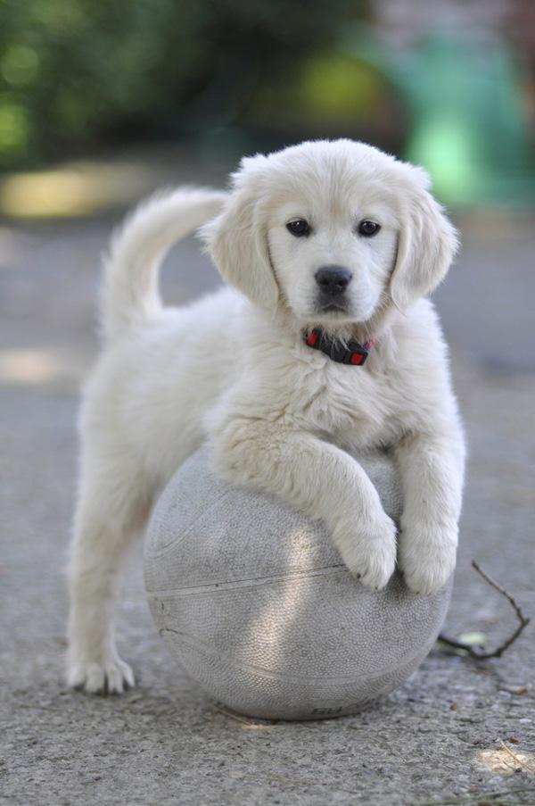 22 Bianca the Golden Retriever