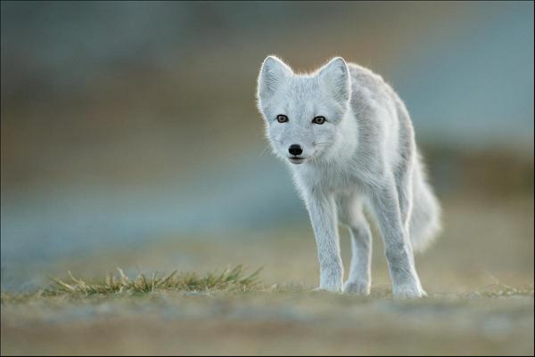 23 Polarfuchs