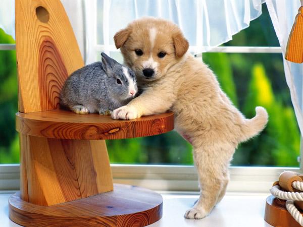 25 Puppy and cat