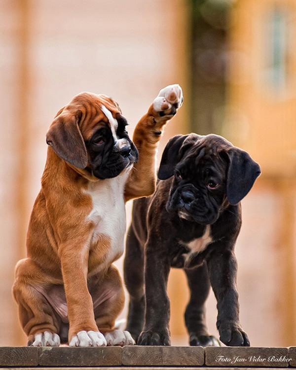 28 Excuse me... -- For Puppy Fridays from Underdog Rescue of Arizona