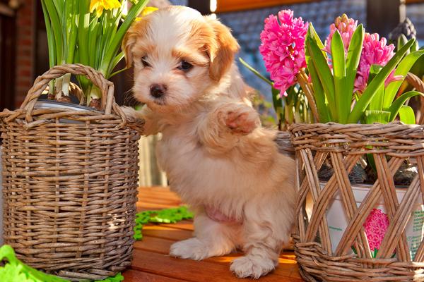 lifelike animals lovely puppies