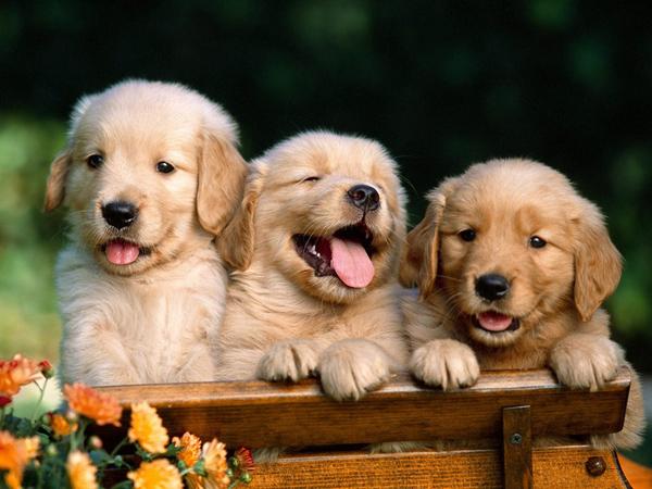 30 Golden Retrievers - For Puppy Fridays from Underdog Rescue of Arizona