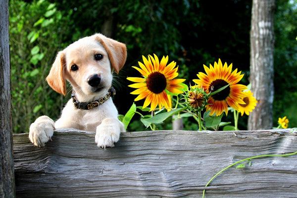 32 Puppy