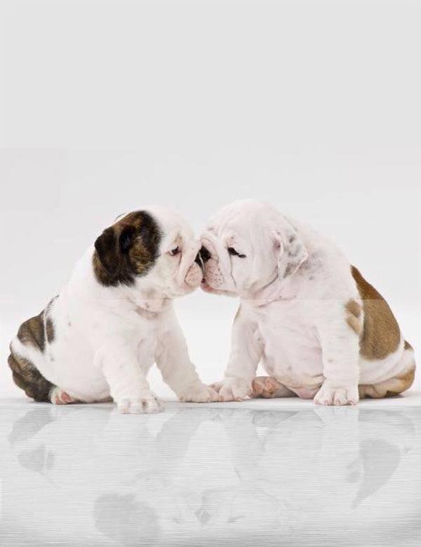 33 Bulldog puppy love