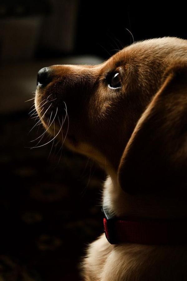 34 Puppy dog eyes