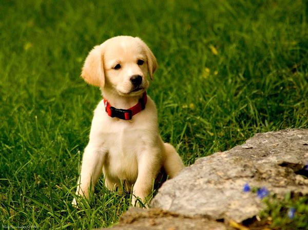 36 Puppy Shot