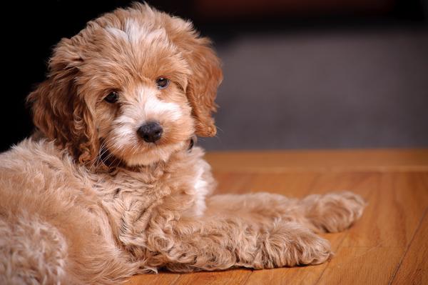 37 Cockapoo Puppy