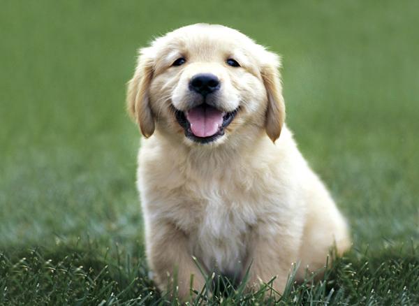 38 Golden Retriever Puppy