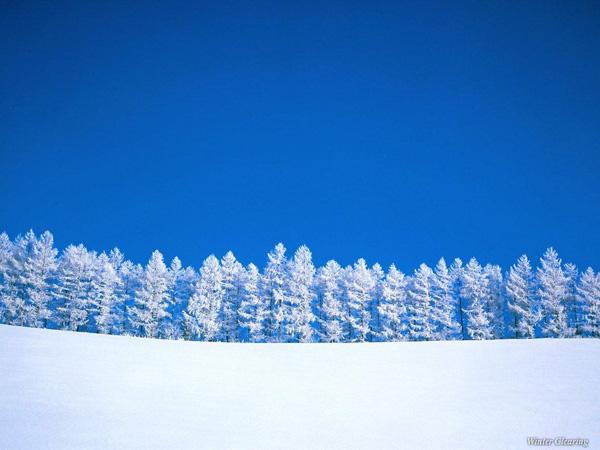 38 Winter trees winter blue background