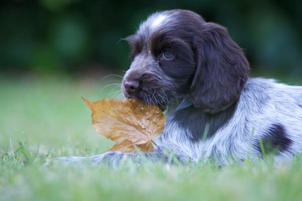 39 Puppy