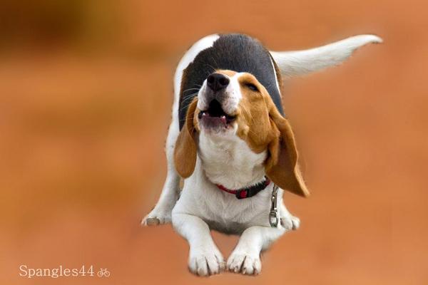 40 Beagle puppy