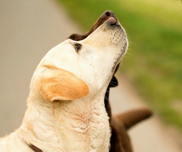 41 Two Labs begging!