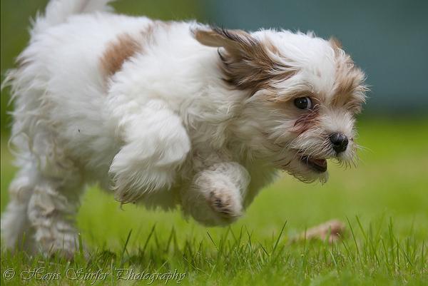 5 Look at me Puppy!