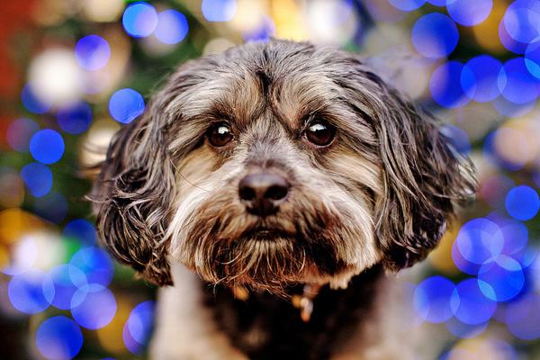 50 puppy