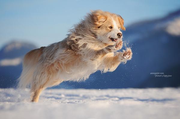 7 To see happy dogs is probably one of the most