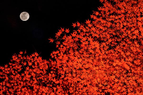 Fly me to the moon by Takk Bulkington