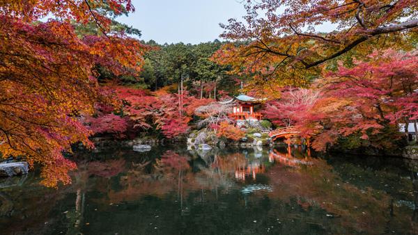 Hidden in autumn leaves by Takk Bulkington