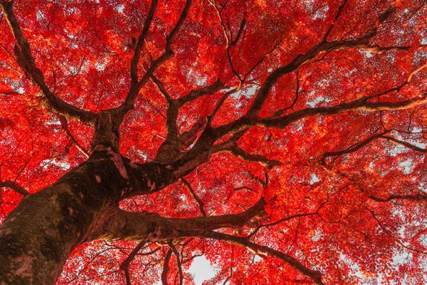 Red on your head by Takk Bulkington