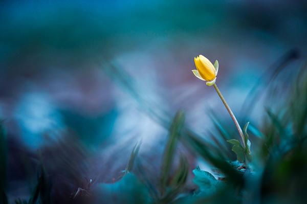 Stéphane Occhipinti-1