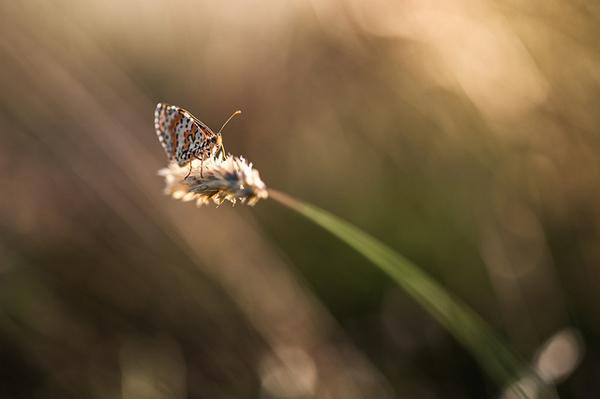 Stéphane Occhipinti-10