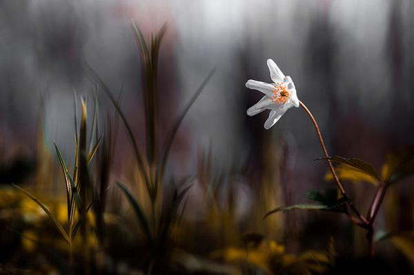 Stéphane Occhipinti-11