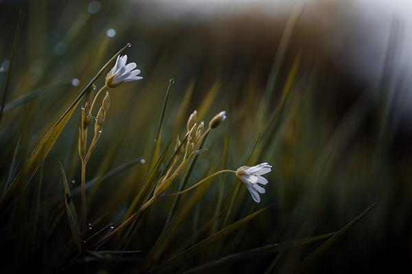 Stéphane Occhipinti-2