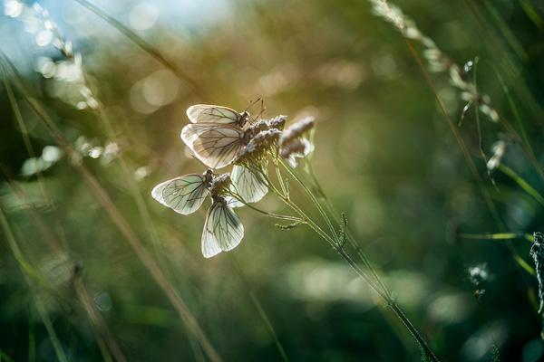 Stéphane Occhipinti-4