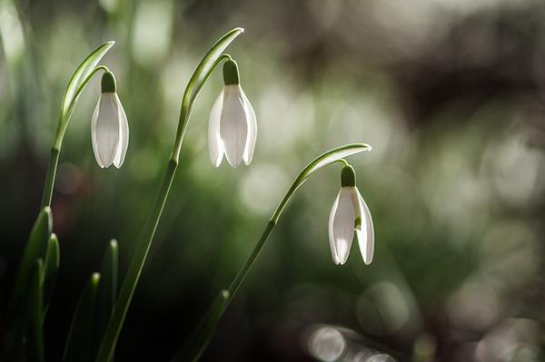 Stéphane Occhipinti-5