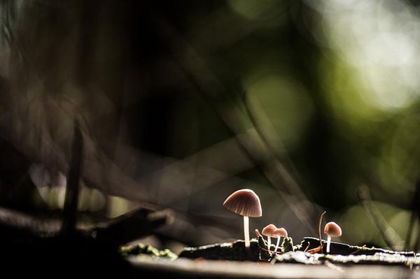 Stéphane Occhipinti-6