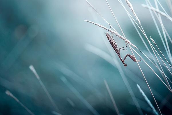 Stéphane Occhipinti-7