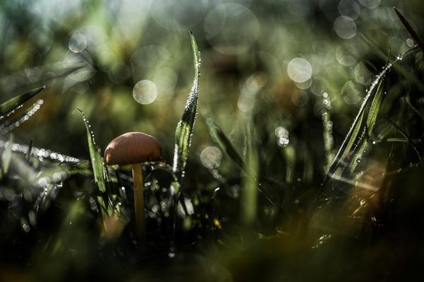 Stéphane Occhipinti-8