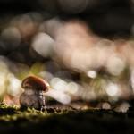 Photography by Stephane Occhipinti