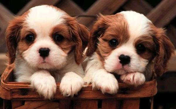 11 Cute Puppies