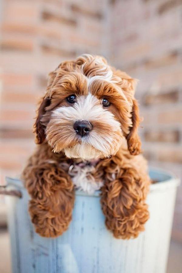 15 Cute Puppies