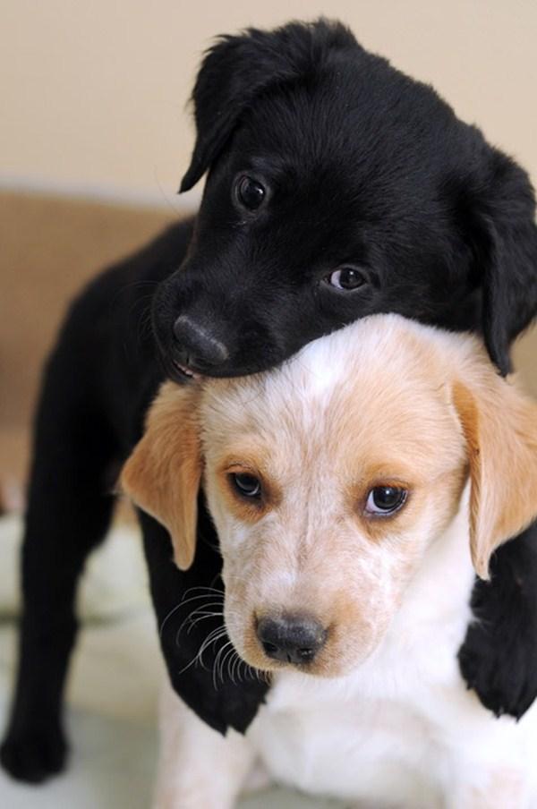 50 Cute Puppies I Adore | Cuded