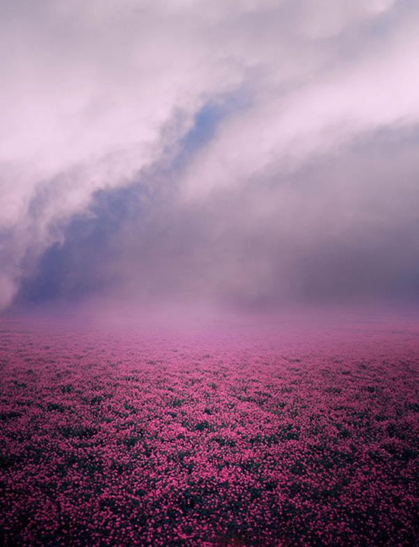 2 Purple Background- Premade Background 29