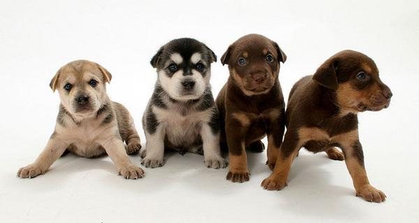 28 Cute Puppies