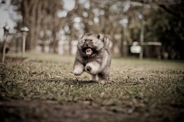 30 Keeshond puppy
