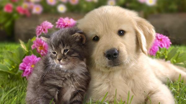 35 Puppy and Kitten
