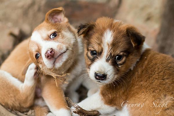 38 Cute Puppies